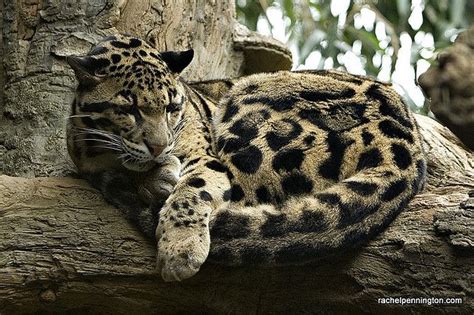 Clouded Leopard - A Gorgeous Cat