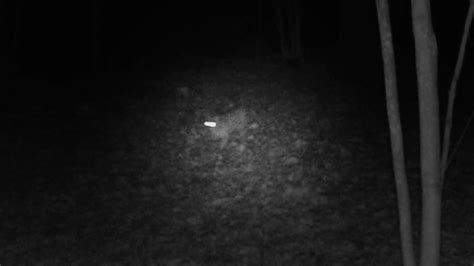 Increase In Bobcat Sightings Throughout Western Massachusetts Wwlp