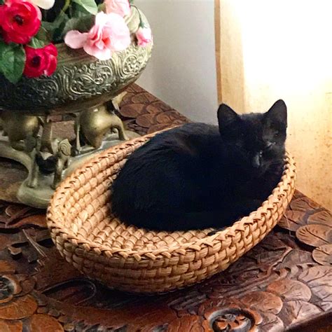 Meet Hush. She is judging me harder than the Elf on the Shelf ever did