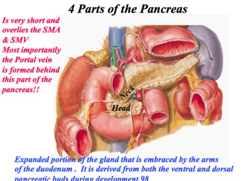 Ch Pancreas Flashcards Quizlet