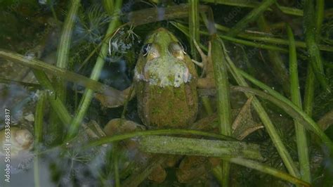 Pool Frog Pelophylax Lessonae On Floating Aquatic Plants In Water