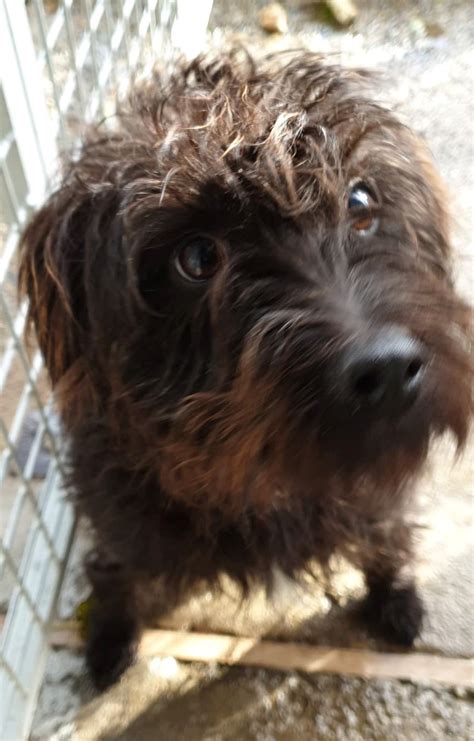 Cassie Animal Rescue Cymru