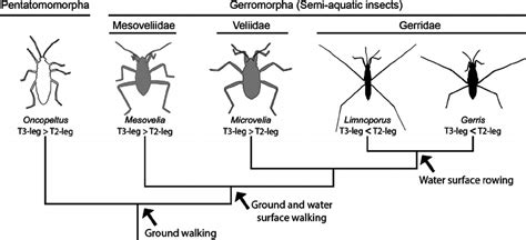 Leg Morphology And Mode Of Locomotion Across The Semi Aquatic Insects