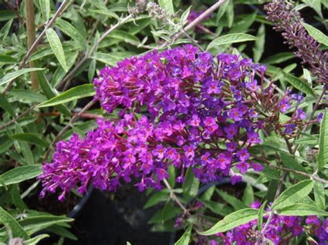 Nanho Purple Butterfly Bush ( Buddleia ) | New Life Nursery