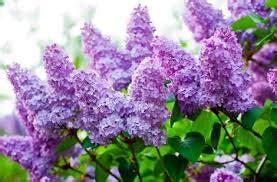 Royal Purple Lilac Flowering Shrub - Highly fragrant, large colorful b ...