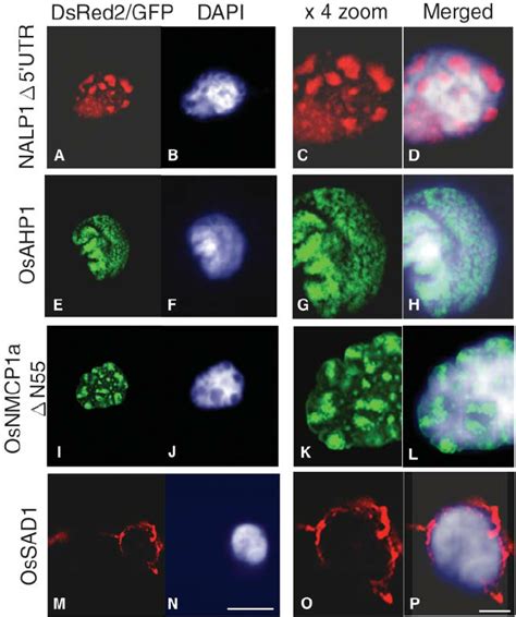 Subnuclear Localization Of The GFP Or DsRed2 Fused Nucleus Associating