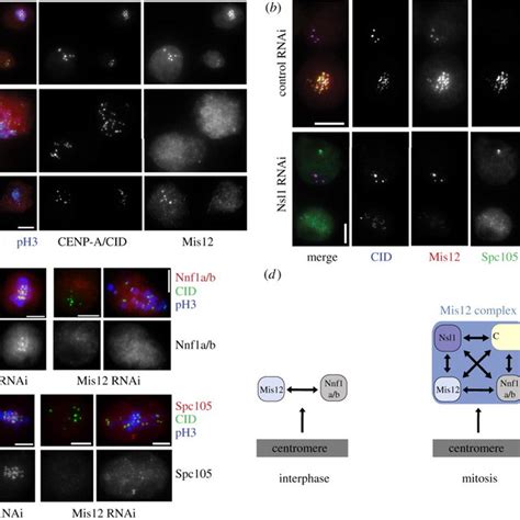 Recruitment Dependencies In The Core Kinetochore During Interphase And