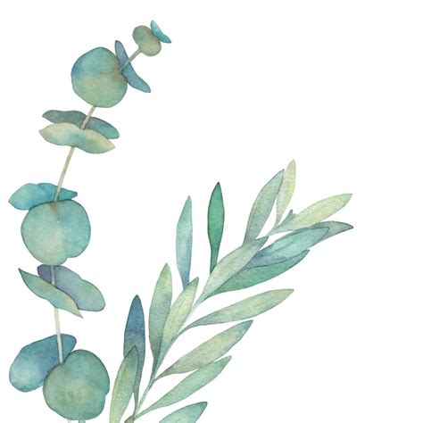 Aquarell Eukalyptus Ste Und Bl Tter Png Etsy