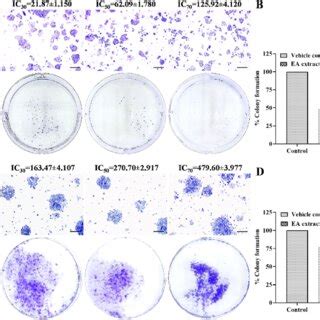 Ea Extract Of C Gloeosporioides Induces The Inhibition Of The