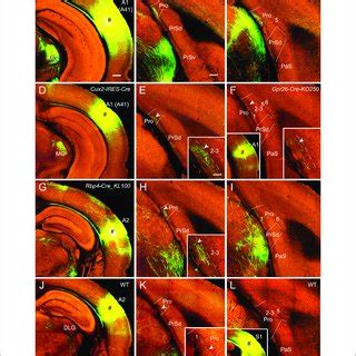 Epsc And Ipsc Properties From Synaptically Connected Pv Interneuron