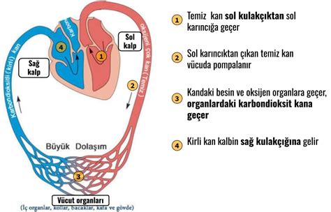 Dolaşım Sistemi