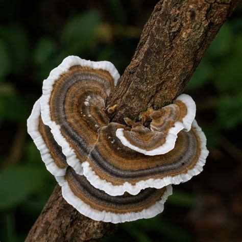 mushrooms legal in texas 7