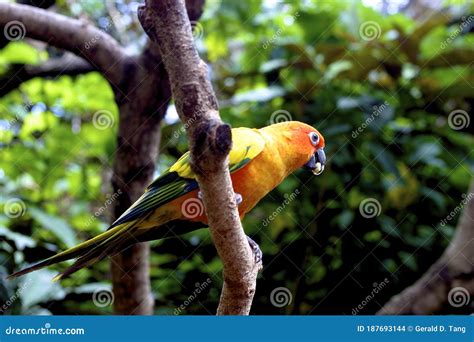 Sun Conure 606050 Stock Photo Image Of Captive Branch 187693144
