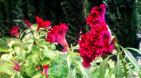 Celosia Argentea Flickr Photo Sharing