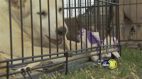 Fresno animal center celebrates record day of adoptions - ABC30 Fresno