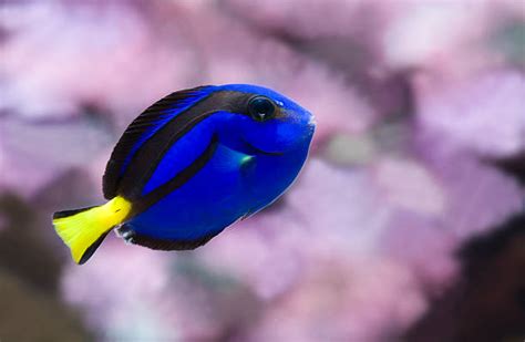 Royalty Free Blue Tang Fish Pictures, Images and Stock Photos - iStock