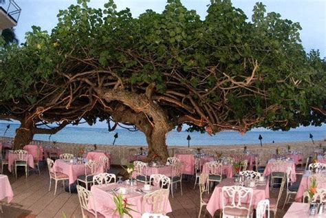 The Hau Tree Lanai The Most Romantic Restaurant Ever The Food Is