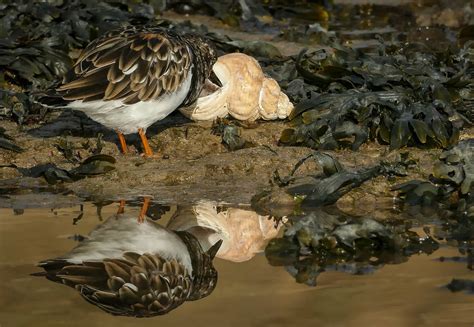 Turnstone And Welk Turnstone Arenaria Interpres Common W Flickr