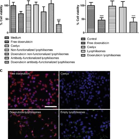 Stromal Chondroitin Sulfate E CS E Expression In Red In Various