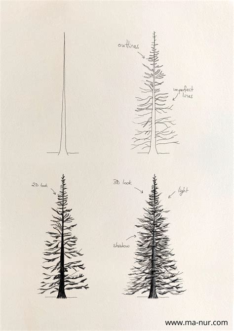 How To Draw A Spruce Tree