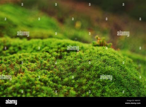 Amazing Close Up Green Moss Background Of Beauty Forest Stock Photo Alamy