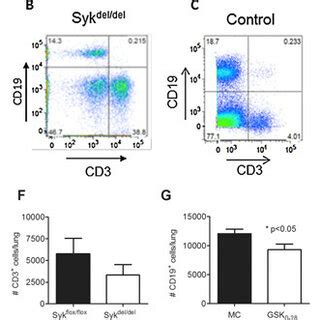 Spleen Tyrosine Kinase Syk Mediated Cellular Pathways Implicated In