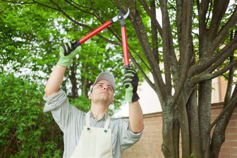 Is It Okay to Prune Trees in the Spring? - Nelson Tree Specialist