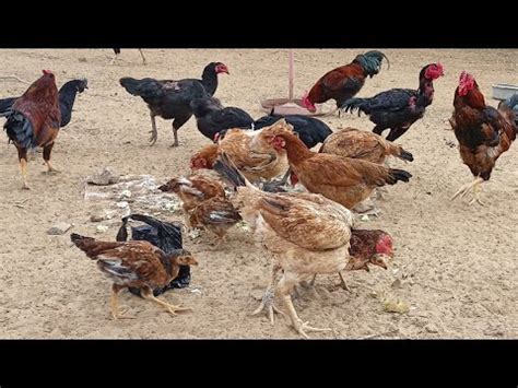 Free Range Poultry Farming Desi Murgi Palan Desi Poultry Farm Low Cost