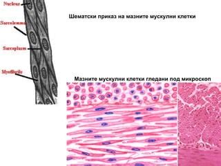 Локомоторен систем, Мускулен систем