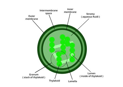 Chloroplasts in Biology: Definition, Types and Importance | AESL