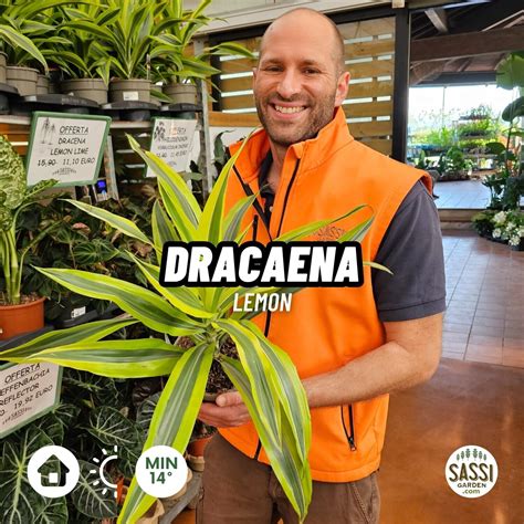 Dracena Dracaena Lemon Vaso Cm