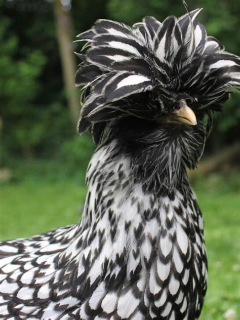 Welsummer Chicken Breed Profile The Hip Chick