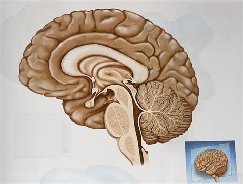 Medial Aspects Of The Brain Diagram Quizlet