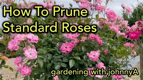 How To Prune Tree Roses Or Standard Roses Demonstration Plus Results