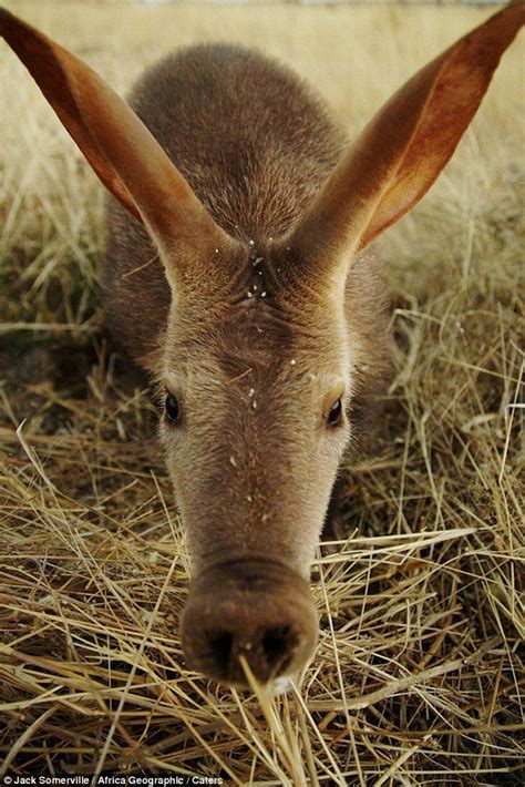 Doesnt Get Any Cuter Than This Aardvark Cute Animals Nature