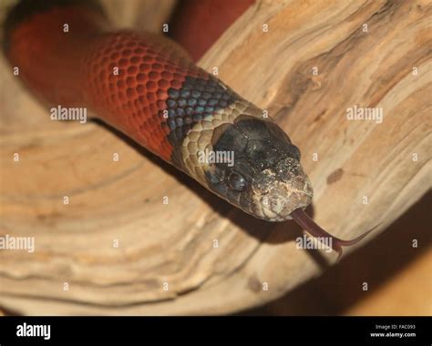 North Mexican Milk snake ( Lampropeltis triangulum), closeup of the ...