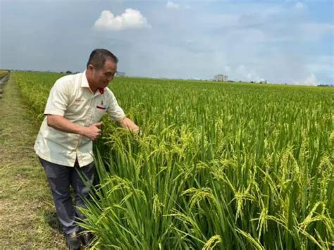 Perluas Kaedah Tanam Padi Sekinchan Ke Jajaran Lain Tingkat Hasil