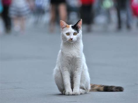 Cuál es el significado de que un gato callejero quiera entrar en mi