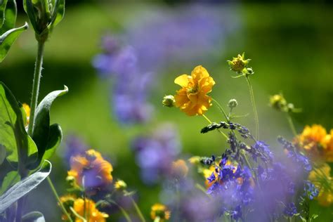 Yellow Petaled Flower Spring Flowers Rain Fresh Hd Wallpaper