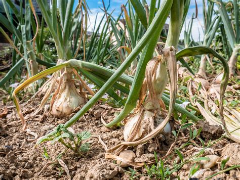 How To Tell When To Harvest Onions Back Gardener