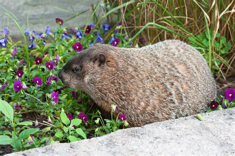 28 Steps to Get Rid of Groundhogs - The Habitat