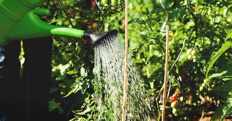 When To Water Plants The Best Time To Water Indoor Or Outdoor Garden