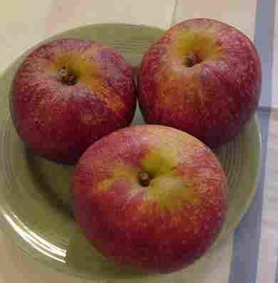 Apple Malus Domestica Red Windsor In The Apples Database Garden Org