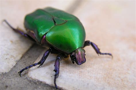 Green June Beetle Common Name Green June Beetle Scientifi Flickr