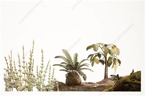 Triassic plants, illustration - Stock Image - C036/8594 - Science Photo Library