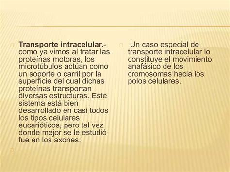 Matriz Citoplasm Tica Y Citoesqueleto Ppt