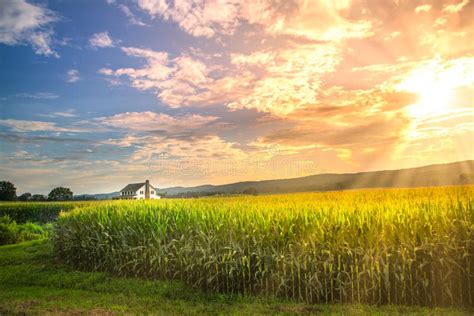 Vibrant Sunset in Corn Field with Sun Rays Stock Photo - Image of ...