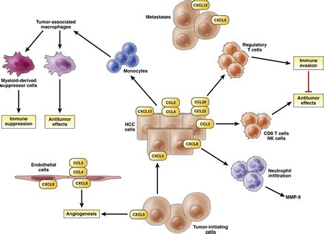 Roles For Chemokines In Liver Disease Gastroenterology