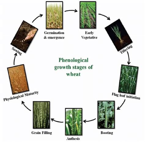 1 Phenological stages of wheat crop | Download Scientific Diagram