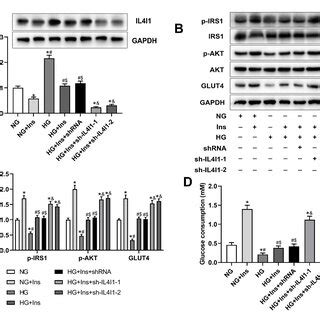 IL4I1 Knockdown Alleviated High Glucose Induced Insulin Resistant In